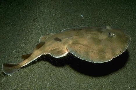 What a Shock! More Electric Rays in BC Waters