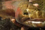 Kootenay Lake Fishing Report — Let’s Go Fishing