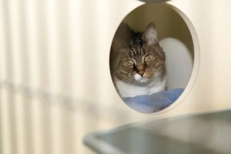 Government takes next step in commitment to protect cats and dogs