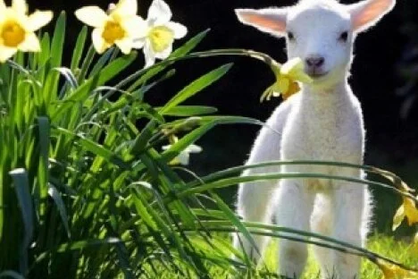 Spring Farm Fair fast approaching
