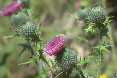 British Columbia proclaims May as Invasive Species Action Month