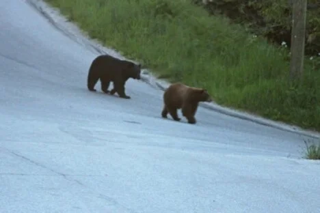 LETTER: THE TROUBLE WITH BEAR BANGERS