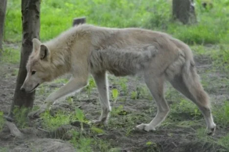 Wolf hunting limits increased for the region; province on the lookout for squatters