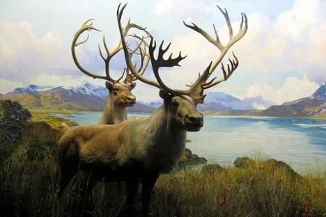 COLUMN: What Caribou Need to Survive