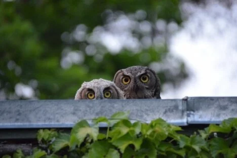 Still time to enter BC SPCA Wildlife in Focus photo contest