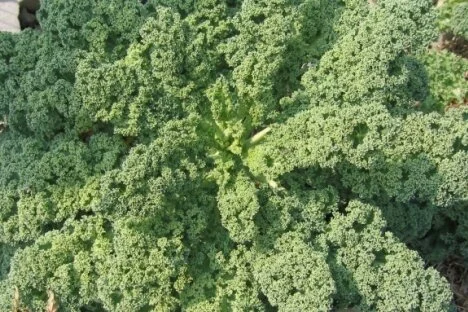 How Much Food can Cities Produce?