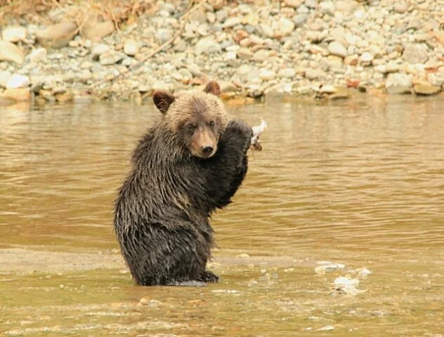 Last week to enter BCSPCA Wildlife-In-Focus Photography Contest