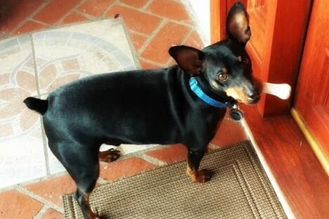 BC Veterinarians ban tail docking and other cosmetic alterations