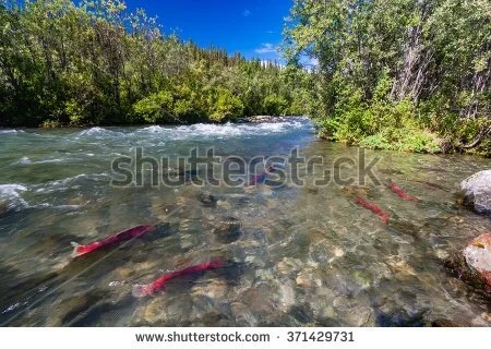 Minister of Fisheries and Oceans sued for putting wild salmon at risk