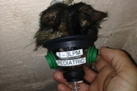 Castlegar Fire Department conducts two-hour rescue of trapped cat