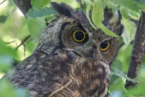 UBC researcher worries global warming may harm predator and prey connections