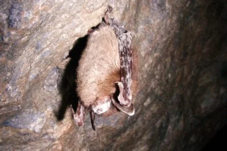 Bats flying in the winter? Or, find a dead bat? Please report. Here's why.