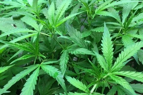 City prepares stage for public meeting on medical marijuana legislation