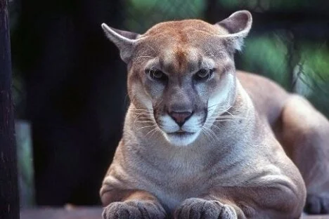 Local conservation officer attacked by cougar near Salmo