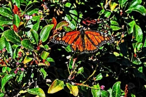 Column: The Mind-Blowing Monarch and Minister McKenna