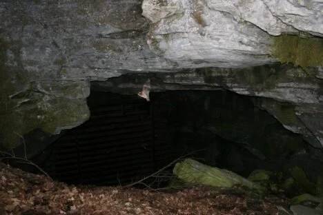 Spring brings increasing interest in bat health and public reports of bats