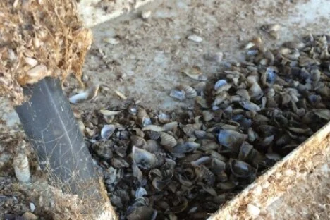 Fighting invasive mussels receives $3 million influx of funds