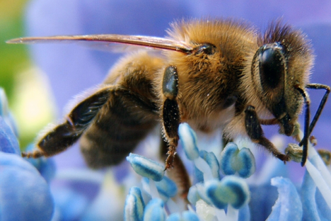 Plea for bees in the city hopes to overcome legislation and raise awareness for the plight of bees