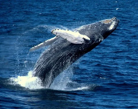 COLUMN: Protecting Oceans is Paying Off -- For Everyone