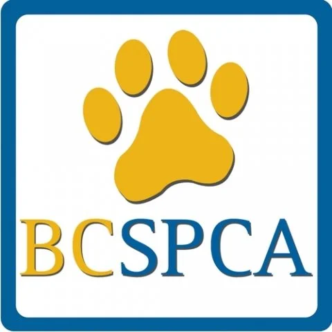BC SPCA investigates shocking abuse at Chilliwack chicken catching company