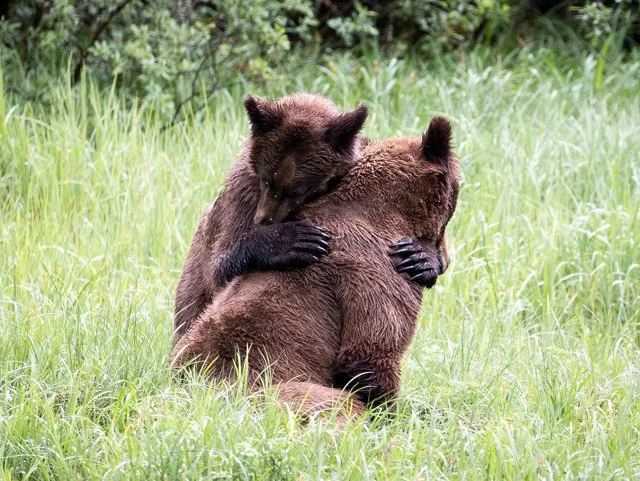 BC SPCA wildlife photo contest open for entries