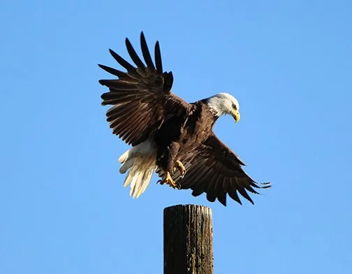 Time running out to enter, vote in BC SPCA wildlife contest