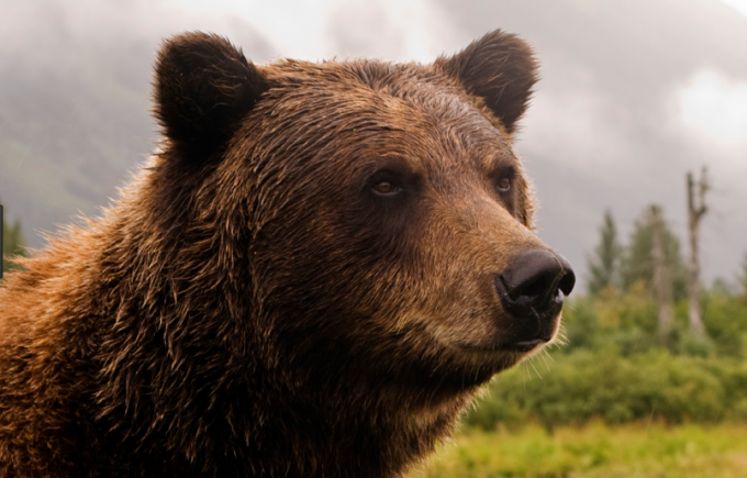Bear activity in Nelson drops in 2017 but still well above average