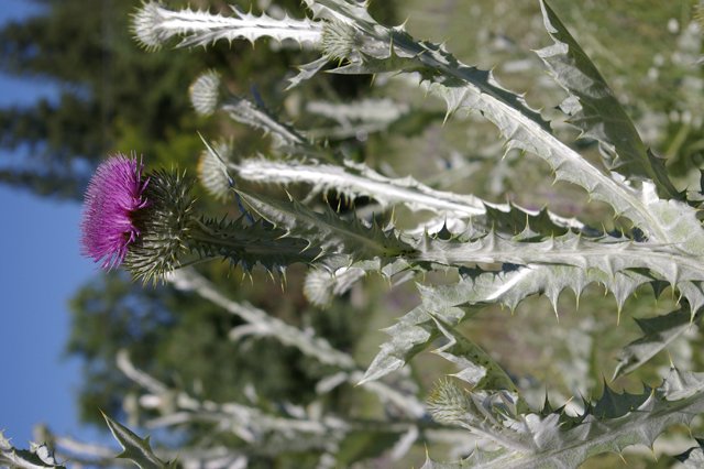 Invasive plants — Scotch Thistle