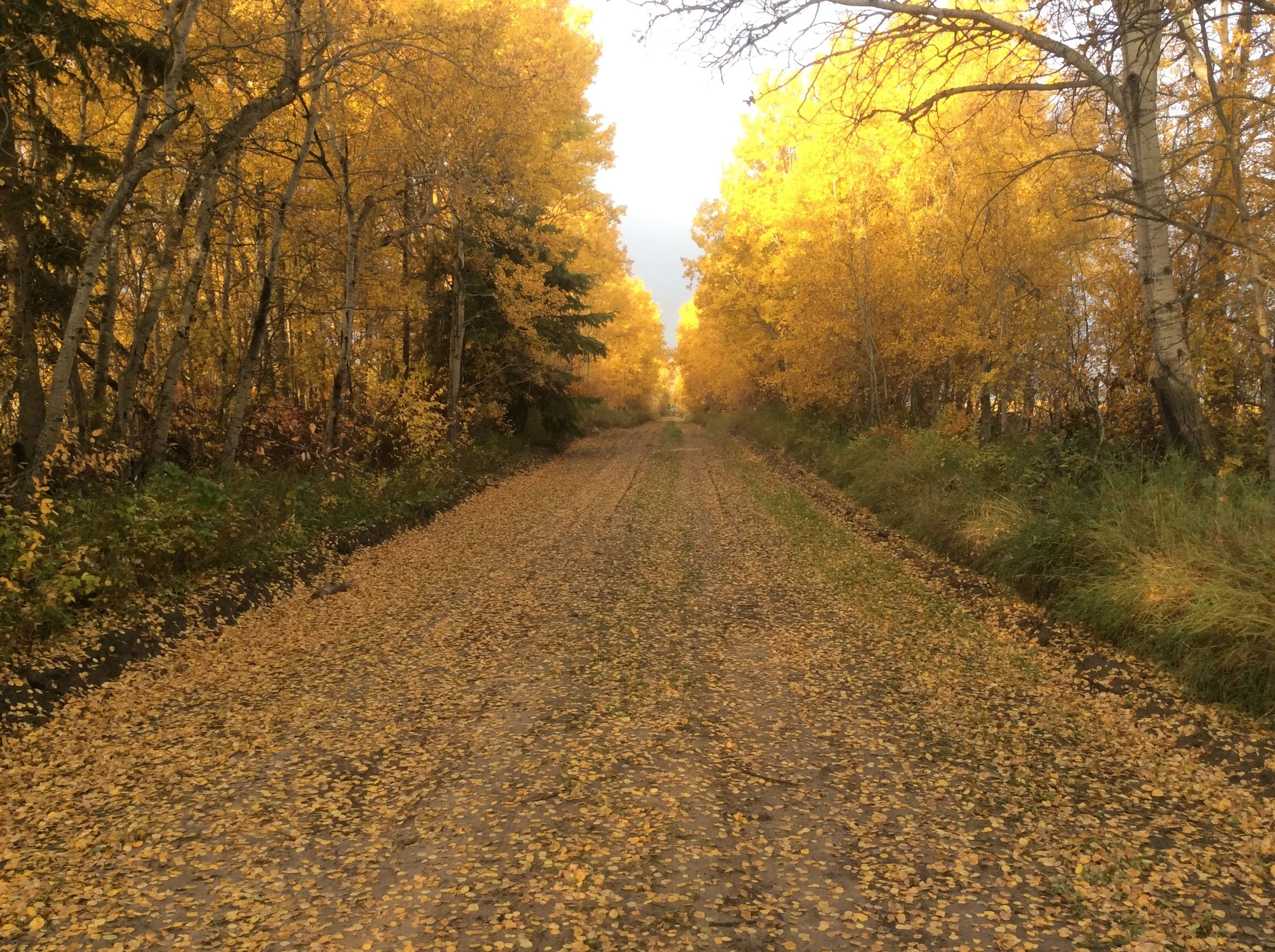 Seeing Canada through the trees: Be thankful for our forests
