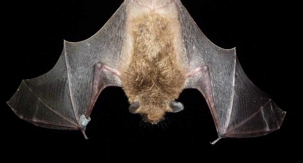 Celebrate ‘Bat Week’