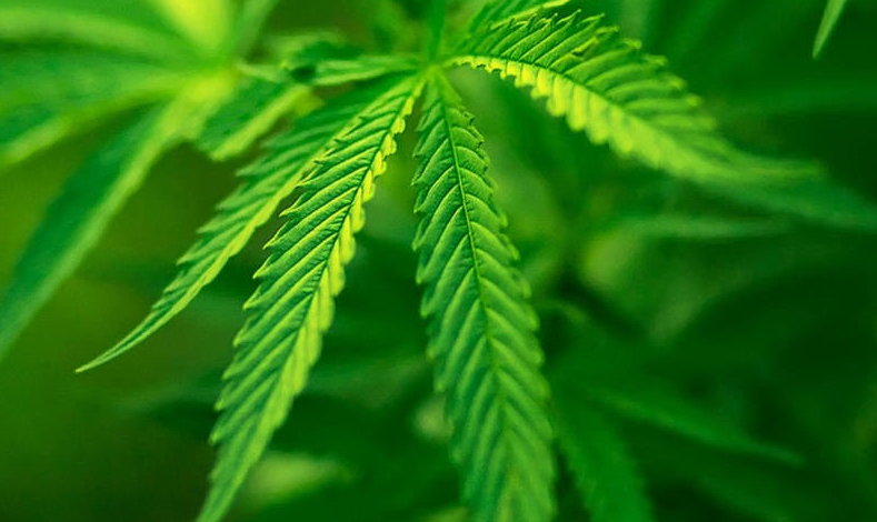 Regional government looks at ways to regulate cannabis industry