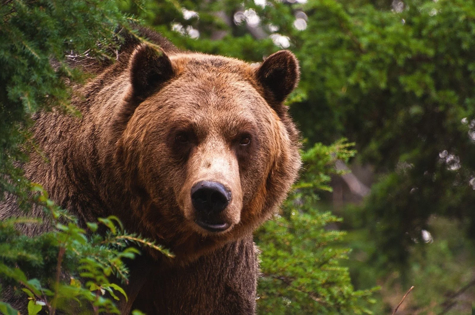 BC SPCA urges British Columbians to speak out against grizzly bear hunt