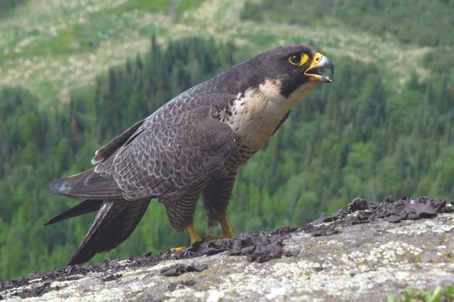 Positive News For Well-Known Canadian Bird