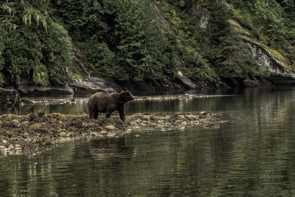 B.C. government ends grizzly bear hunt