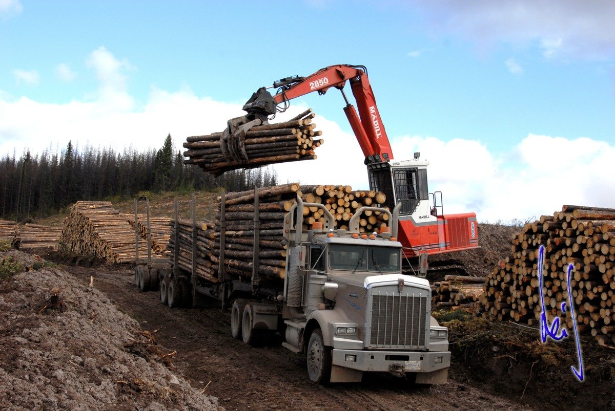 Dramatic change to regional-based forestry needed to best serve British Columbians and forest-dependent communities, says new report
