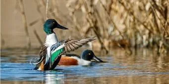 Urgent action required as wetlands disappear