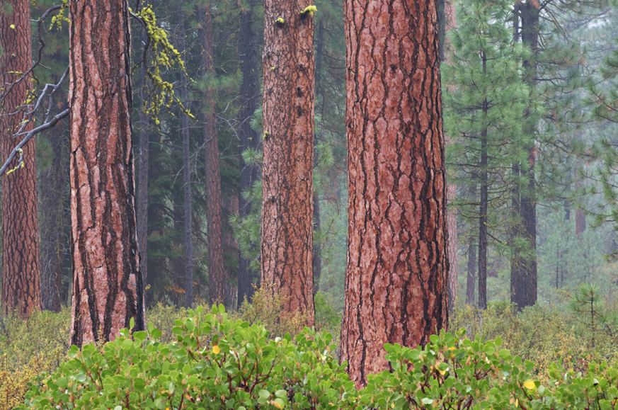 Case made for creating wildlife sanctuary in Vienna Woods