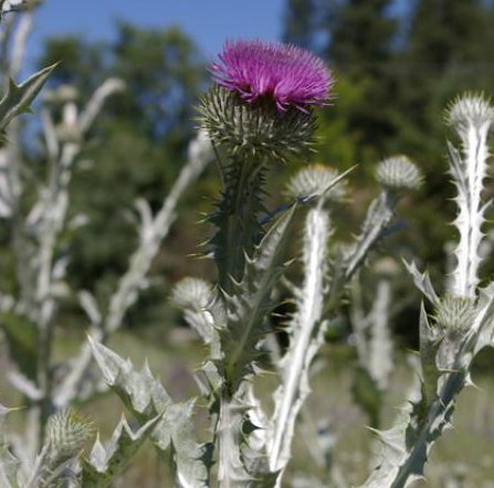 The Boundary Invasive Species Society nets grant to fight spread of invasive plants