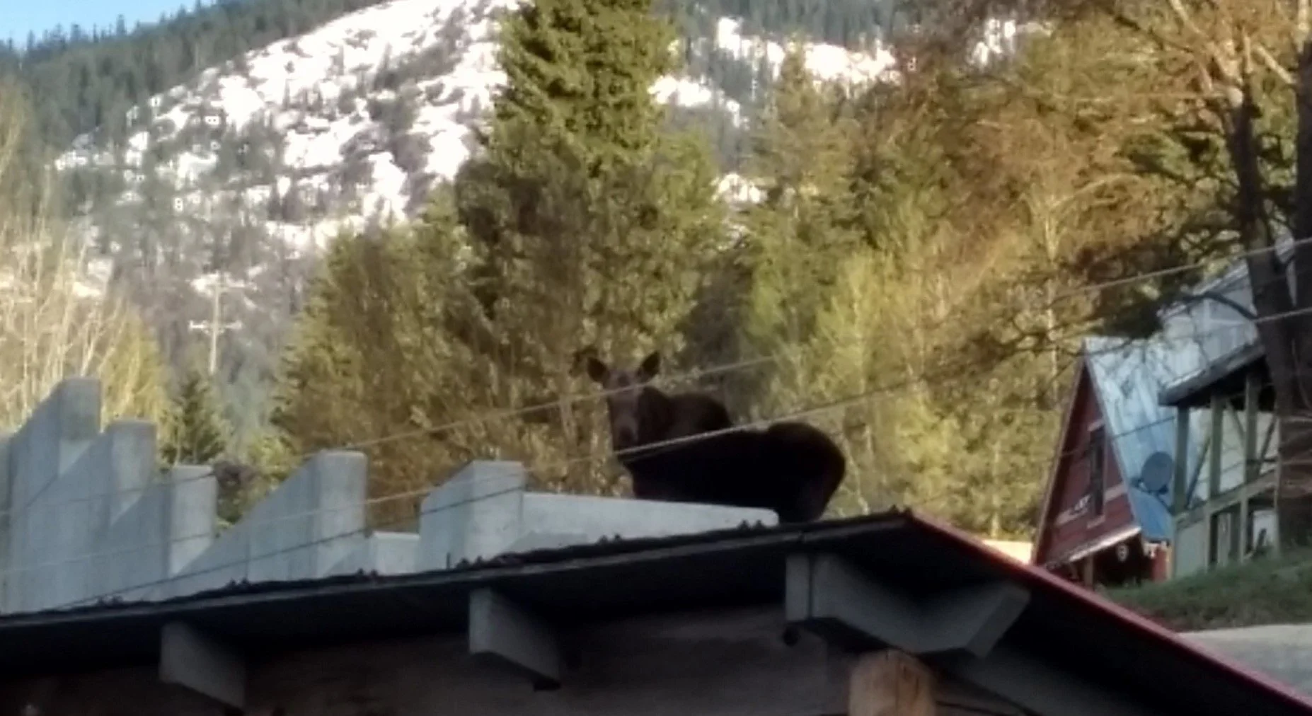Moose wanders through Rossland
