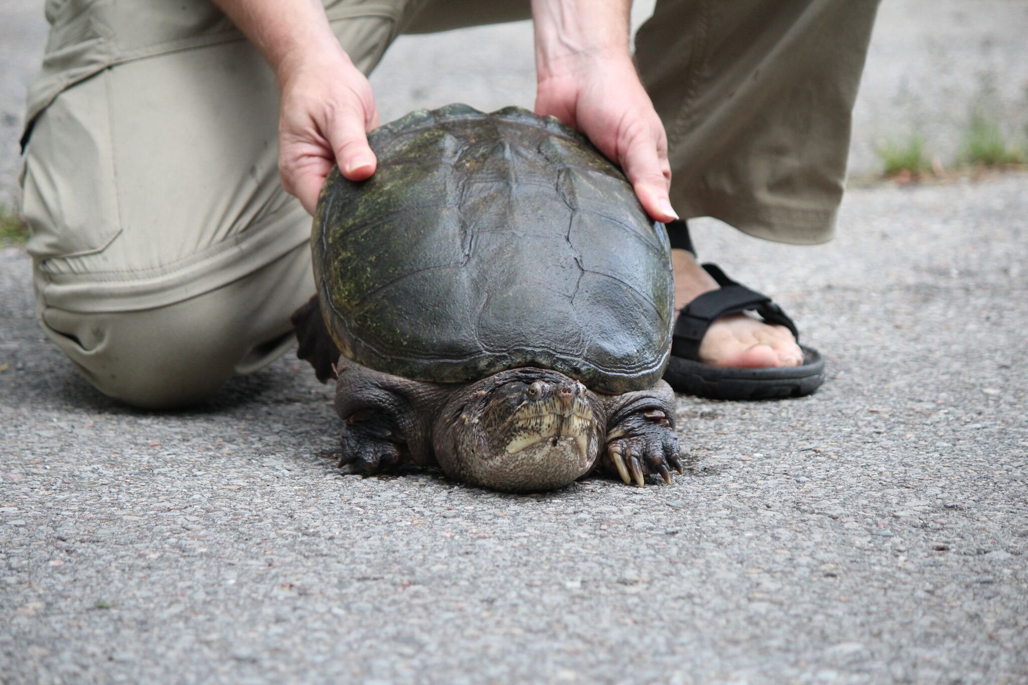 NCC — Give Turtles Crossing The Road A Brake