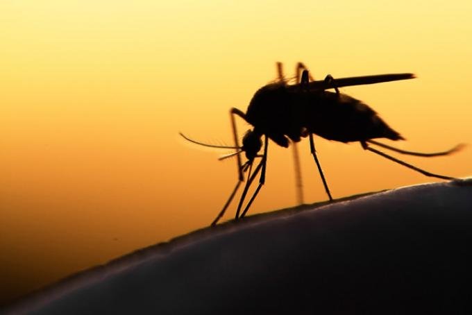 Less standing water means fewer mosquito bites — Interior Health