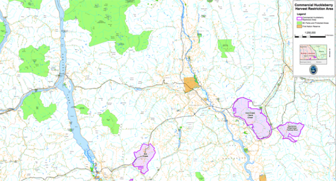 Provincial Government restricts huckleberry harvesting to protect grizzly bear habitat