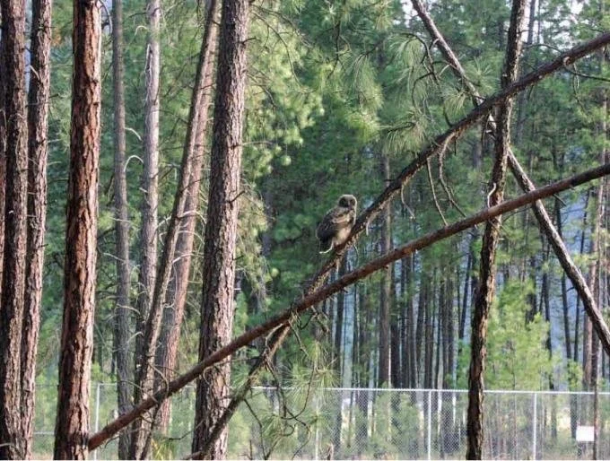 City moves ahead on sale of Vienna Woods to private interests