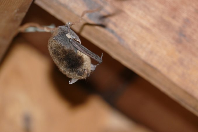 Got bats in the belfry?