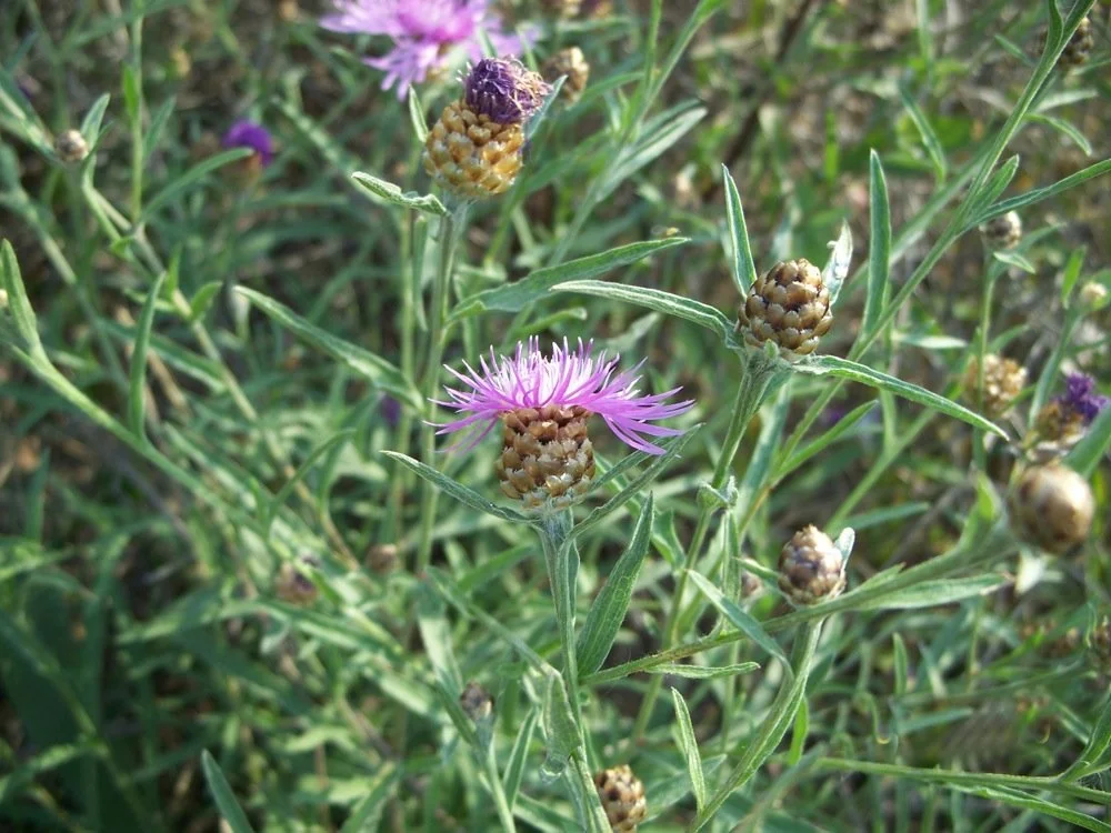 Ten invasive species spread through outdoor recreational activity in Canada