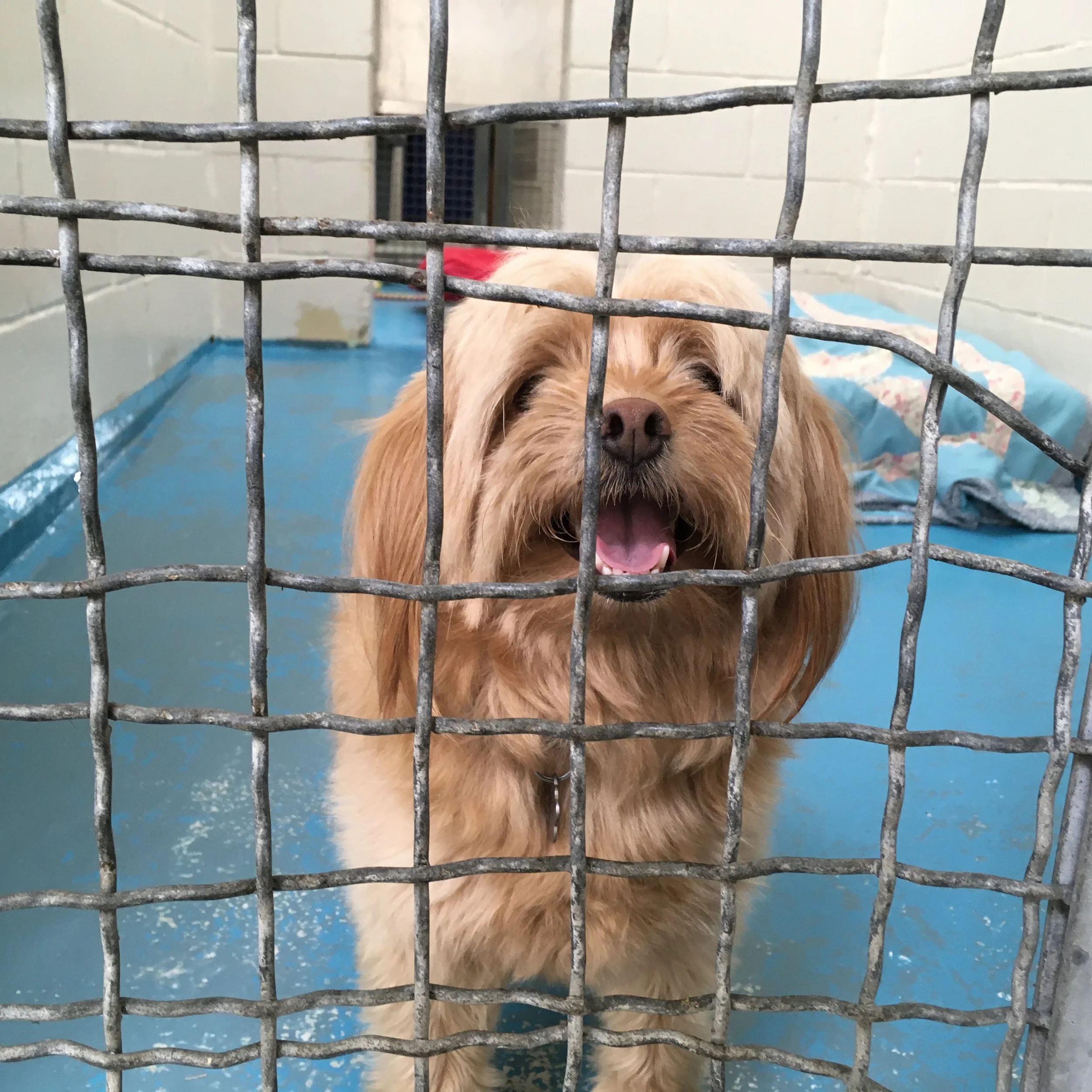 BC SPCA amps up efforts to assist animals affected by the province’s wildfires