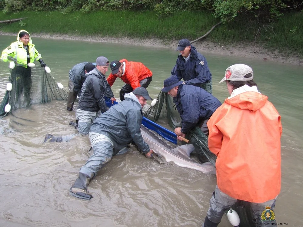 Mounties, community partners save stranded Sturgeon