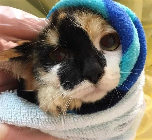 Penticton SPCA overrun with cats