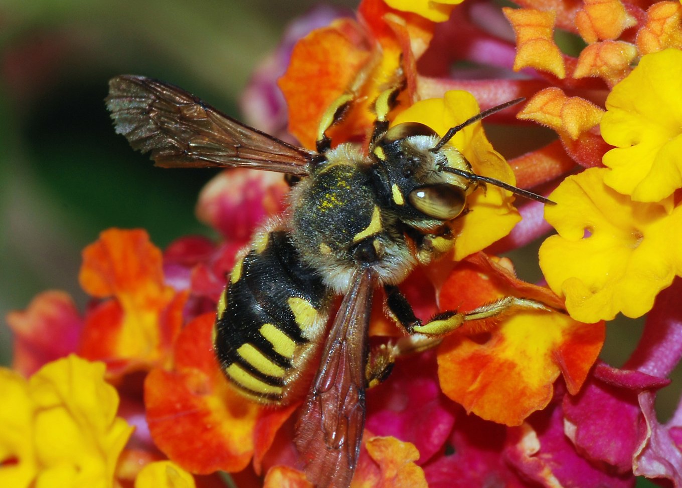 BC Bees get a funding boost