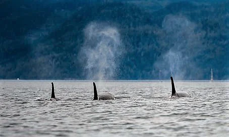 Column: Orcas